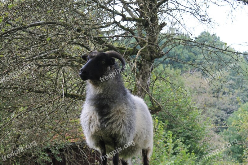 Heidschnucke Sheep Horns Wool Meadow