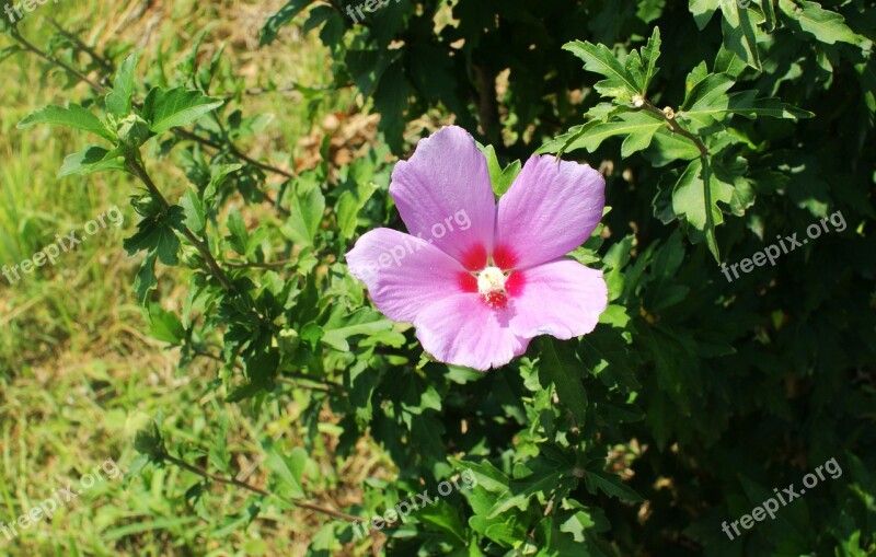 Rose Of Sharon Flowers Plants Nature Country Flowers