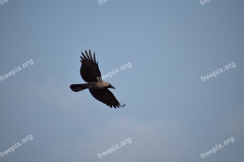 Crow Bird Flight Flying Blue Sky Corvus