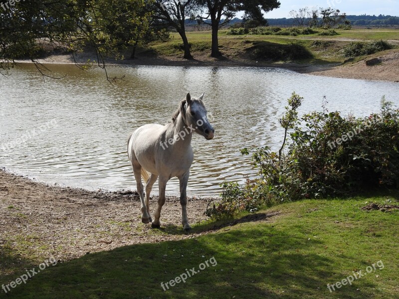 Pony Horse Animal Wild White