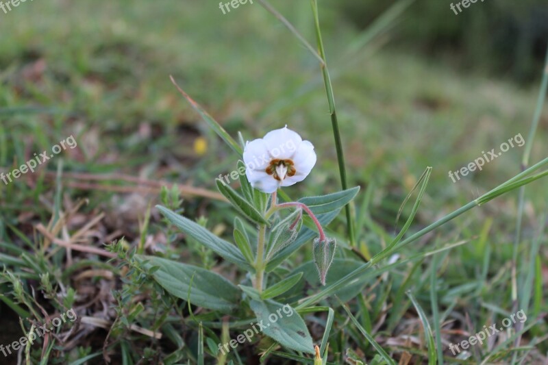 Micro Flower Nature Plant Macro