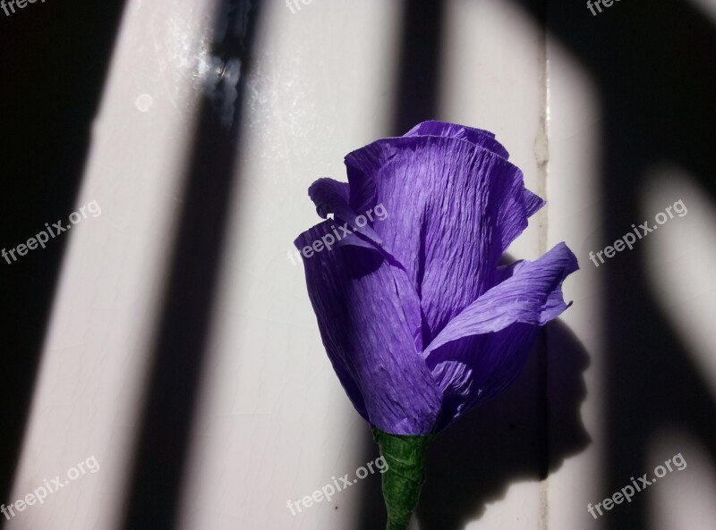 Manual Rose Purple Rose Valentine Free Photos