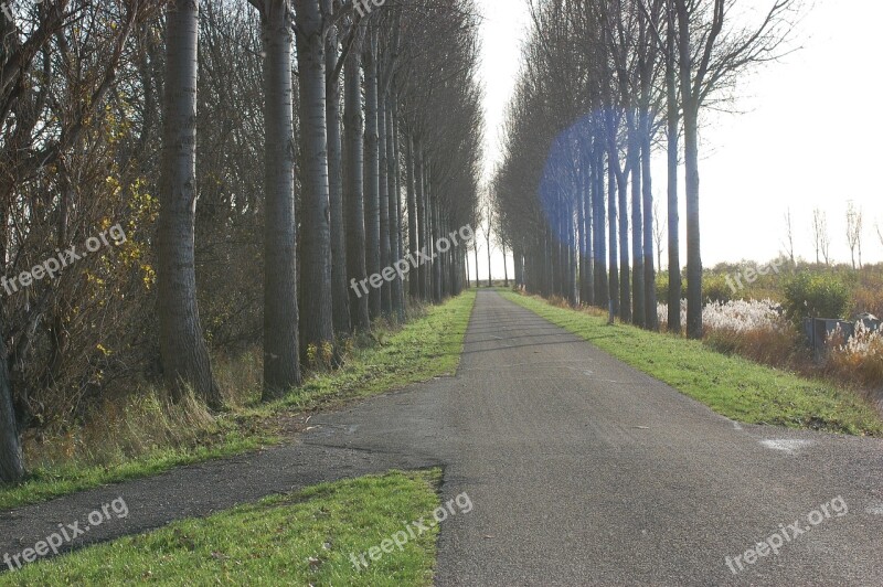 Road Trees Row Row Of Trees Light