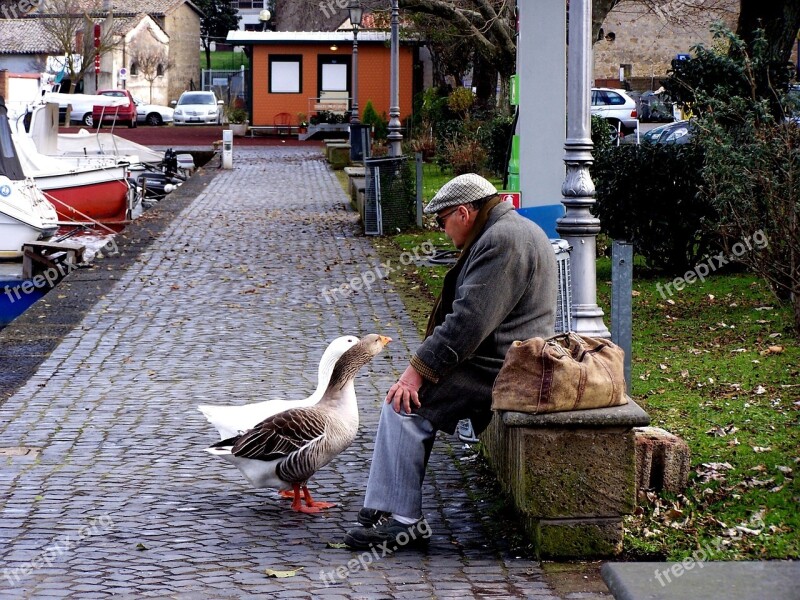 Geese Dialogue Couples Free Photos