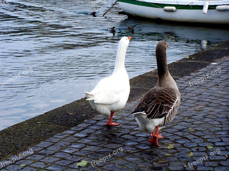 Geese Couples Ferragosto Free Photos