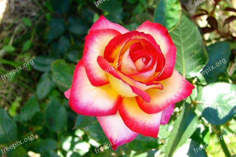 Pink Flower Hatching Rosebush Petals