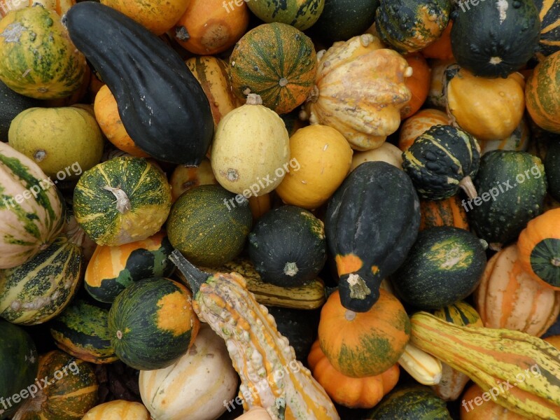 Autumn Pumpkin Ornamental Pumpkins Halloween Vegetables