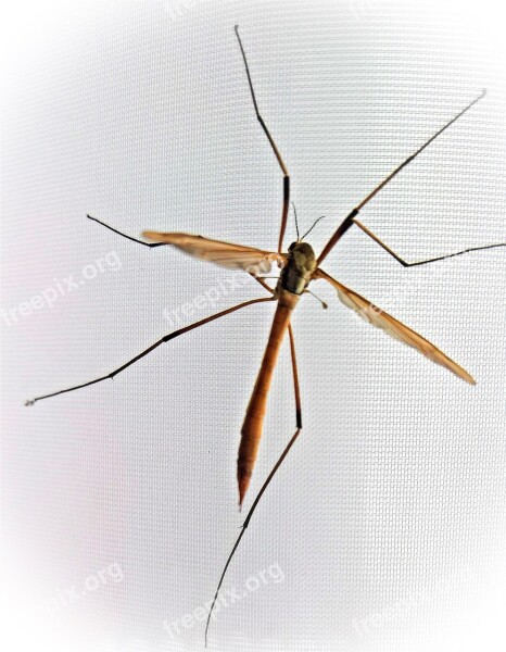 Insect Schnake Schneider Schuster Daddy Longlegs