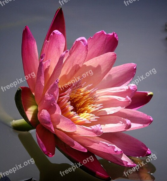 Water Lily Flower Nature Pond Summer Gwangokji