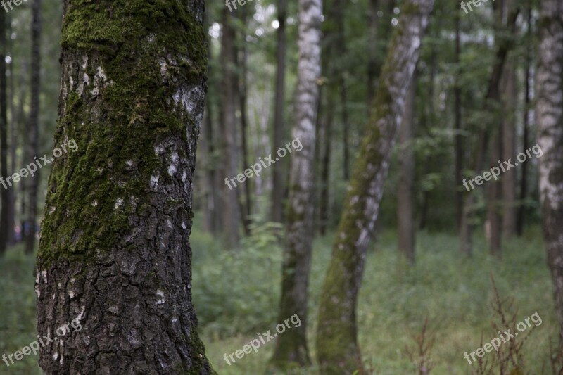 Forest Trees Moss Nature Tree