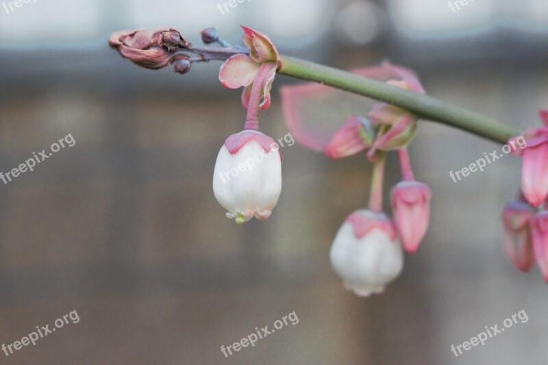 Blueberry Flower Potential Fruit Free Photos