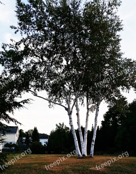 Birch Trees Maine Scenery Trees Clump