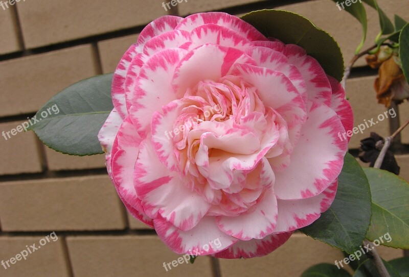 Camellia Flower Striped Pink Free Photos