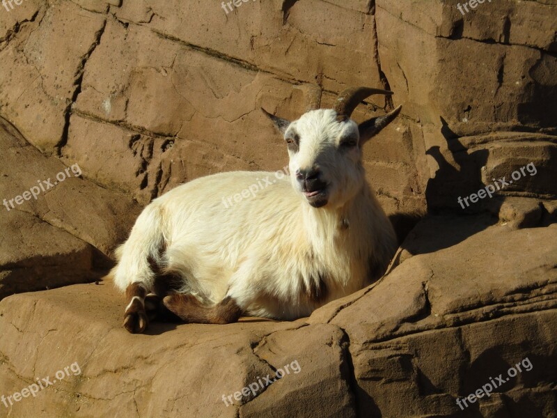 Goat Laying Down Zoo Free Photos