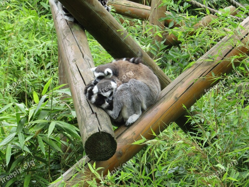 Lemurs Sleepy Cosy Zoo Free Photos