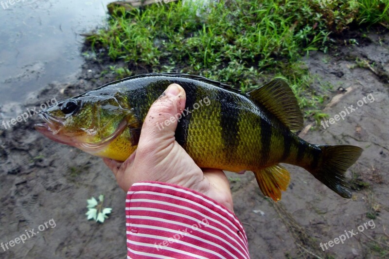 Perch Yellow Perch Yellow Fish Fishing Freshwater