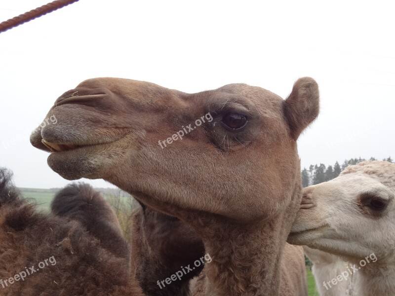 Camel Head Desert Ship Free Photos