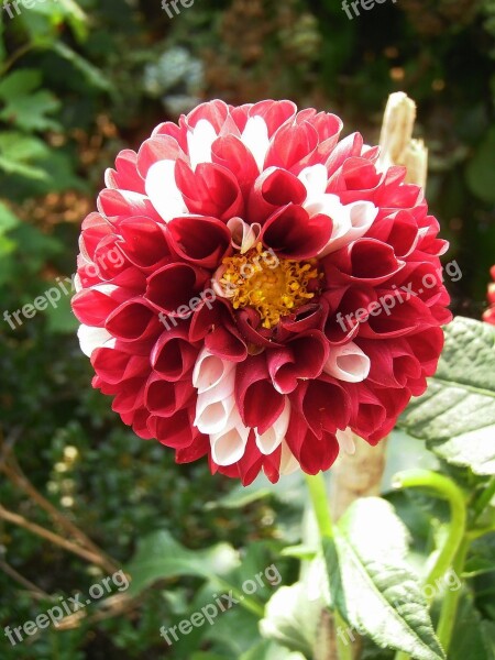 Dalia Flower Plant Flowers Garden