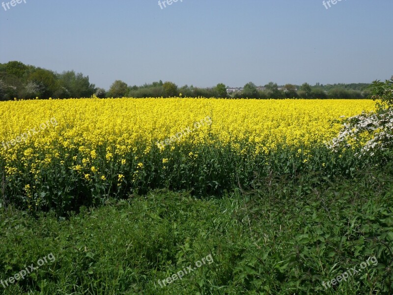 Rapeseed Nature Landscape Field Yellow