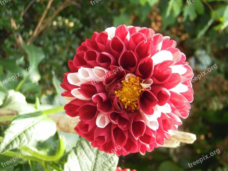 Dalia Flower Plant Flowers Garden