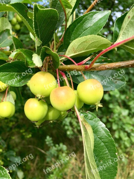 Crabapples Small Apples Autumn Fall Fruit