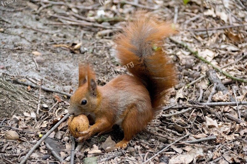 The Squirrel Animal Ruda Nature Animals