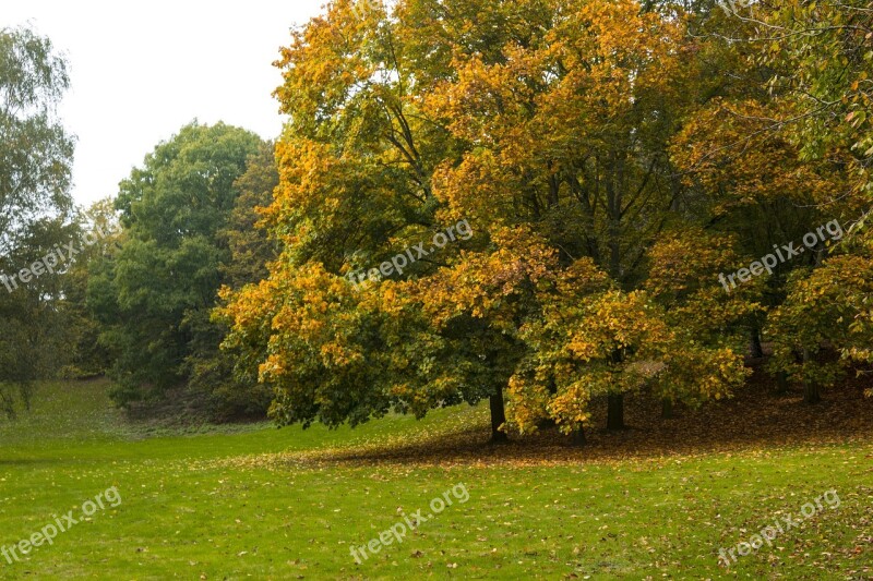 Autumn Park Germany City Chestnut