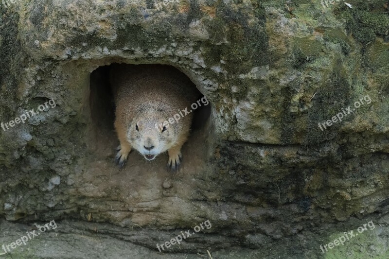 Zoo Doorkeeper Bouncer Animal Nature