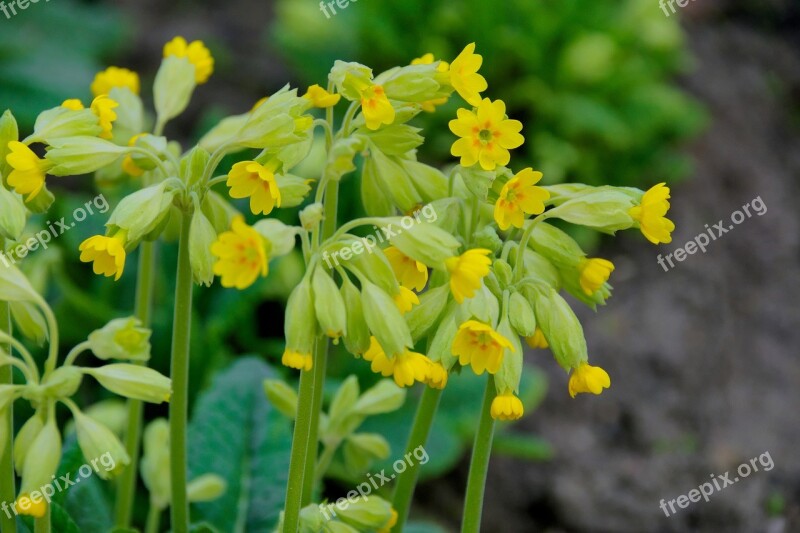 Spring Flowers Nature Garden Plant