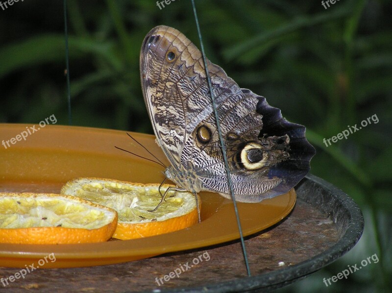 Moth Butterfly Orange Slices Free Photos