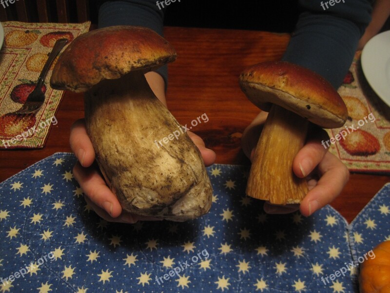 Mushrooms Boletus Porcini Free Photos