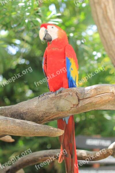 Parrot Scarlet Macaw Ave Macaw Bird