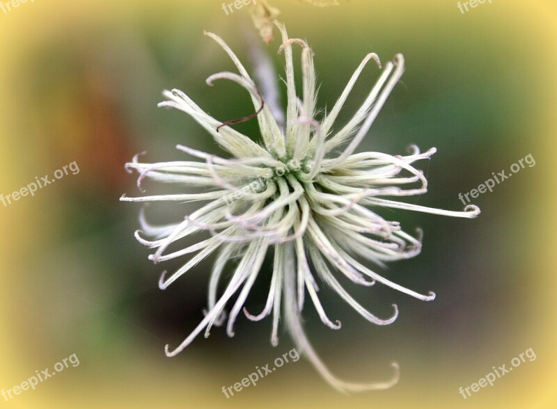 Menopause Plant Garden Nature Summer