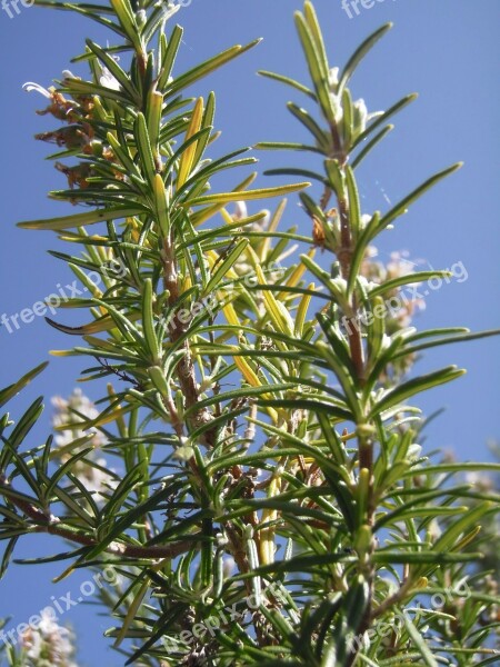 Rosemary Rosmarinus Officinalis Rosmarinus Medicinal Free Photos