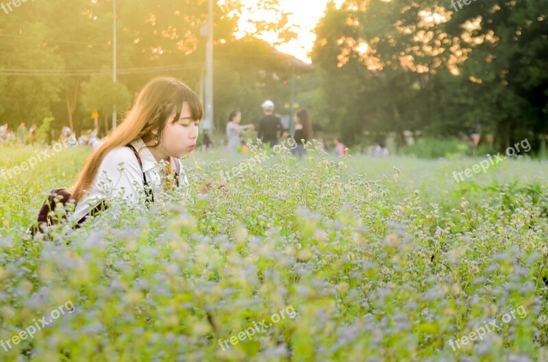 Field Girl Flower Flower Reform Sunny