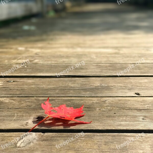 Maple Leaf Maple Leaf Red Wood