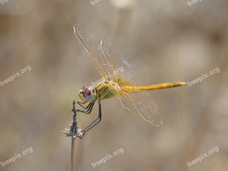 Yellow Dragonfly Dragonfly Dried Plant Parot Of Xarreteres Detail