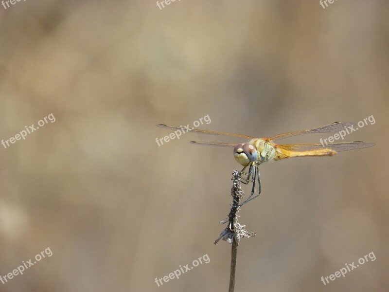 Dragonfly Yellow Dragonfly Branch Orthetrum Chrysostigma Free Photos