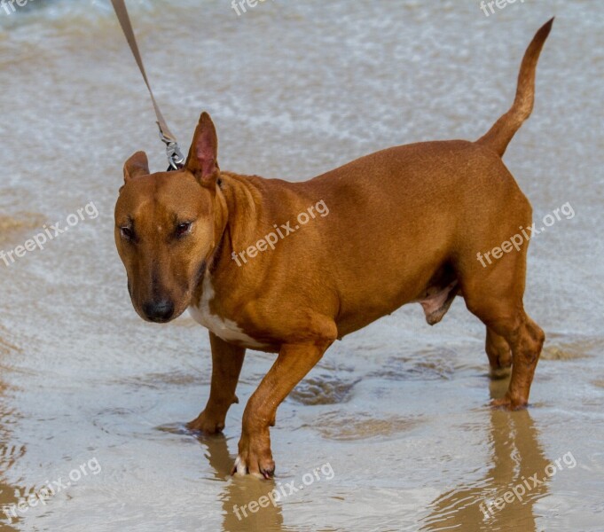 Dog Miniature Bull Terrier Canine Puppy