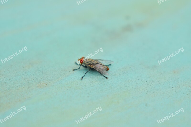 Fly Red Eye Insect Housefly Free Photos