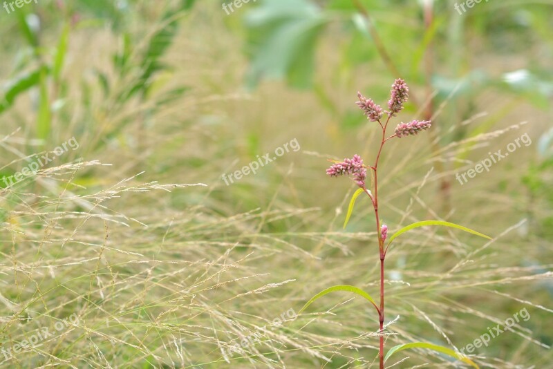 Highlander Plant Pink Flower Nature