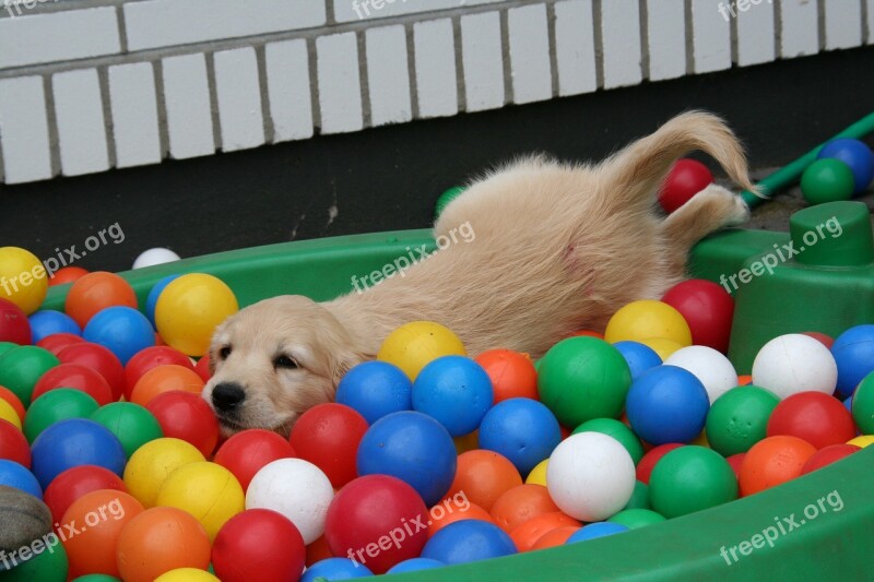 Golden Retriever Puppy Puppy In The Pool Dog Puppy Playing Cute Puppy Free Photos