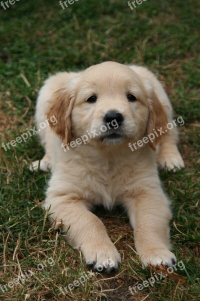 Golden Retriever Puppy Dog Puppy Cute Puppy Free Photos