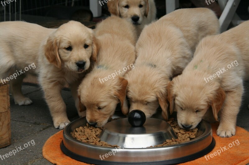 Golden Retriever Puppy Dog Puppy Cute Puppies Eating Free Photos