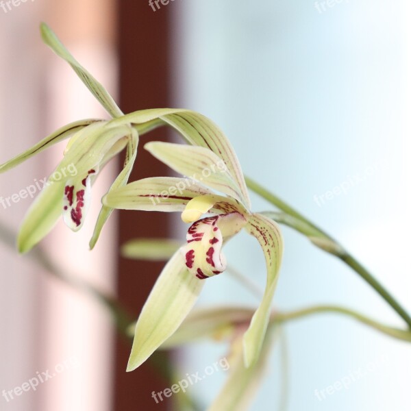 Orchid Flower White Red Purple