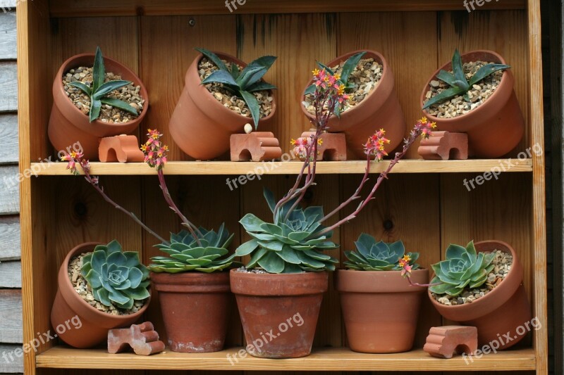 Pots Garden Cacti Free Photos