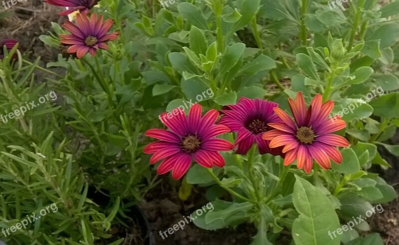 Flowers Garden Rosemary September Free Photos