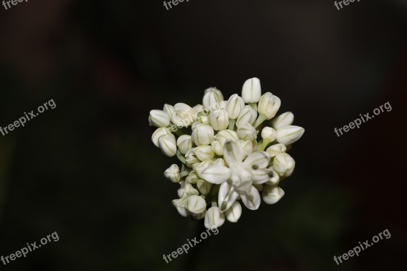 Onion Flower Flowers Bloom Bud Blooming