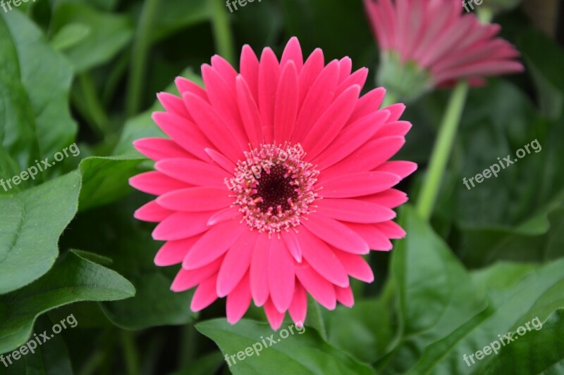 Flowers Bright Pink Nature Flowering Plants