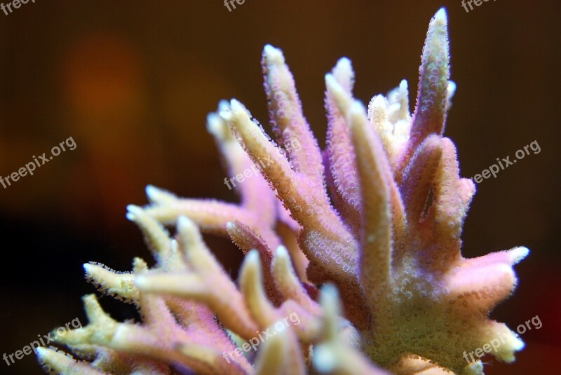 Coral Reef Sea Underwater Marine